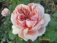 Schone Maid (Шоне Майд) (Мультифлора)